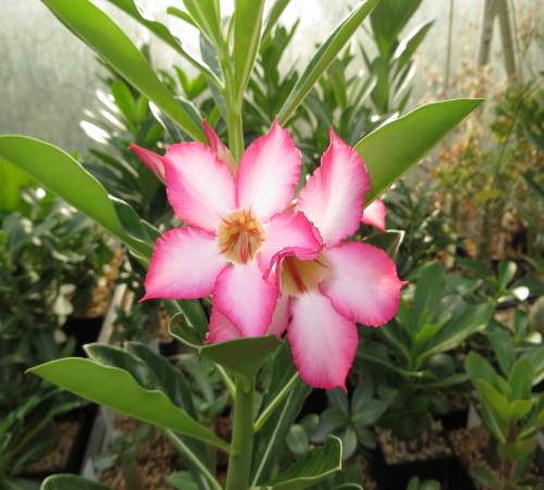 "Obesum blommar första året"